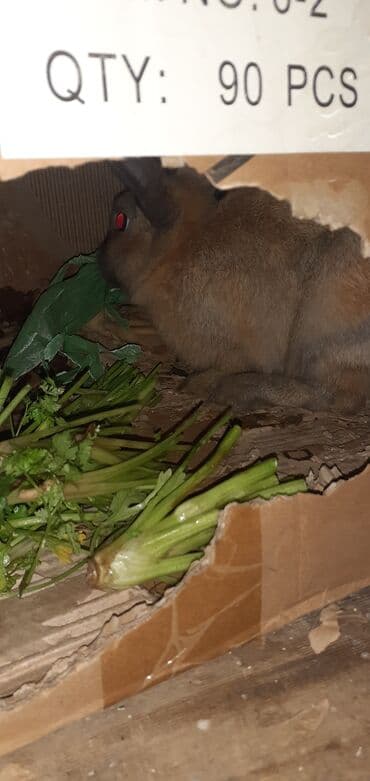 Другие животные: Ev dovşanı - Növ: sort dovsandi boqazdi 10 gune doqacaq — 3