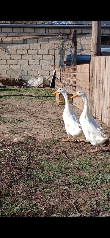 Lincoln: Pinqivin ördeklər Satılır ölkemizde cox az sayda nadir hallarda — 2
