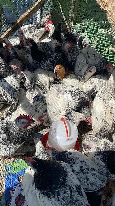 Куры: Çolpalar masazırdadı
Diri cekiisi 1kq 1kq100qr den çoxdu
Serbirstdi — 4