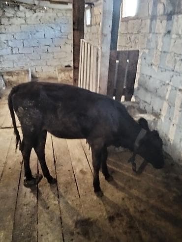 balaca itler satilir: Tecili satılır dışı anqus - Növ: iri buynuzlu heyvan, qara rəng — 3