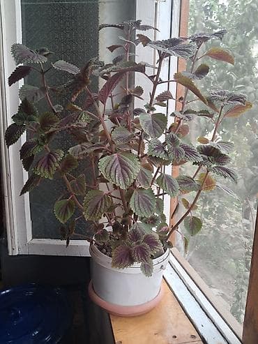 püstə ağacı qiyməti: Dekorativ otaq bitkisi – kolyos (Coleus) saksıda - Yarpaqlar — 1