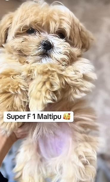 alabay iti satilir: Super F1 Maltipu balası - Cins: Maltipu (Maltese x Toy/Min i Pudl F1 — 1