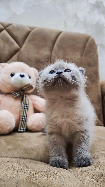 Akvariumlar: Şotland — 2