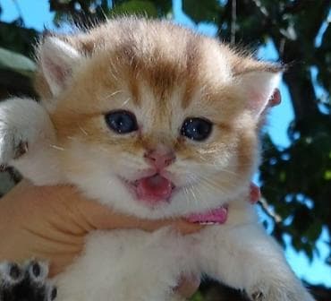 pişiy çantası: Britan — 2