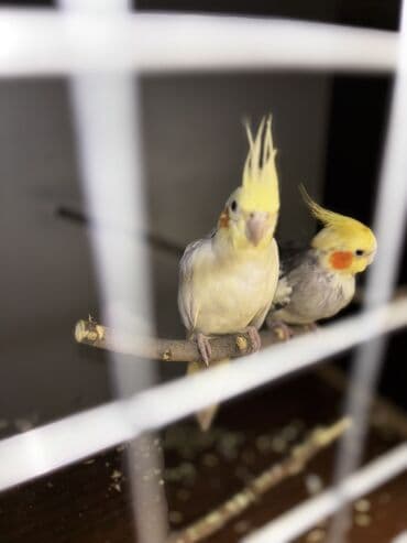 Другие животные: Hazır cüt quşlardı Erkəy ele gelir,elden yem yeyir,başını sığalladır — 3