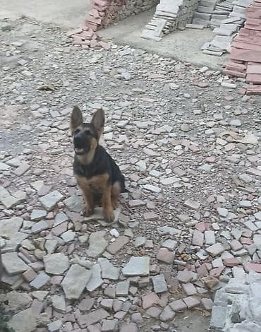 coban iti: Alman çoban iti — 2