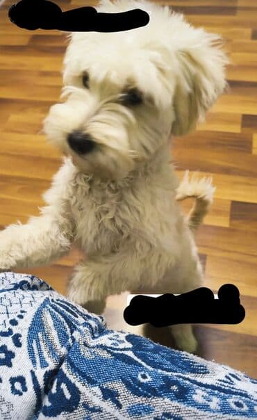 Digər heyvanlar: Pudel, 7 ay, Erkek — 2