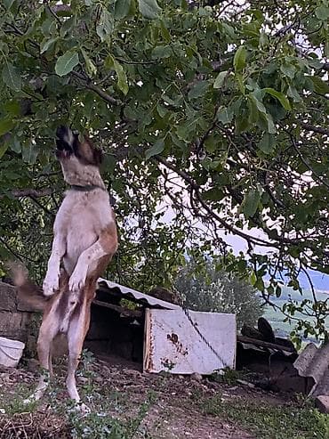 eşəy satışı: Qurdbasar, 3 il, Erkek, Ödənişli çatdırılma — 7