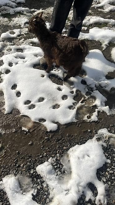 2 ayliq cuceler: Qəhvəyi yunlu balaca keçi (quzu ölçülü oğlaq). - Növ: yerli dağ — 2