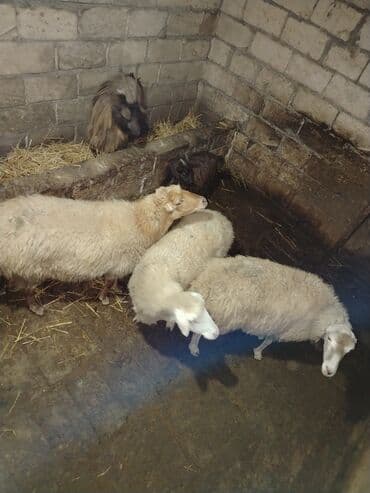 keçi balası: Qoyun və keçi sürüsü Təsvir: - Şəkillərdə olan heyvanlar birlikdə — 1