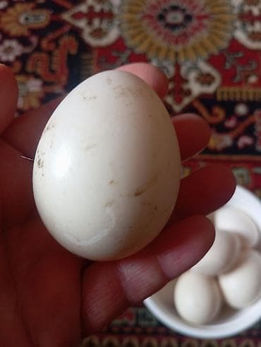 Ləpələr: Təbii kənd ördək yumurtası - Ağ qabıqlı, iri ölçülü ördək yumurtaları — 2