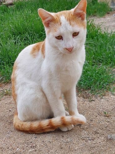 отдам кошку в хорошие руки: В добрые руки — 11