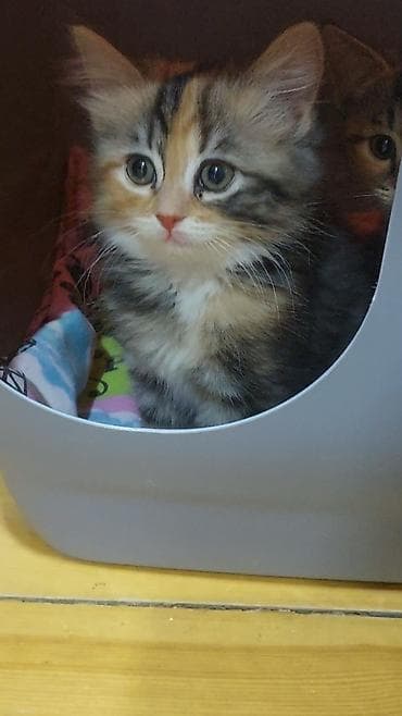 keçi dişi: Britan, Erkək, Dişi, Yaxşı əllərə, Ünvandan götürmə, Ödənişli çatdırılma — 1