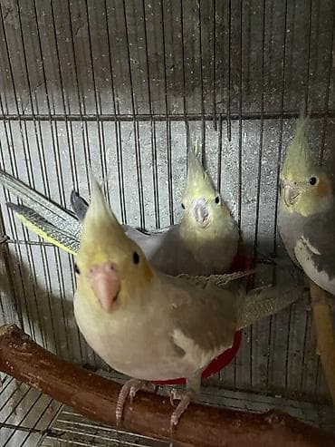 bülbül quşu: Salam. TAM SAĞLAM VİTAMİNLƏR PROFESSİONAL BİT DƏRMANİ VURULUB VƏ — 3