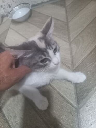 pişik cutləşdirilir: Yaxşı əllərə, Pulsuz çatdırılma — 4