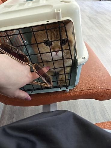 ucuz pişiklər: Britan, Erkək, Cütləşmə üçün — 6