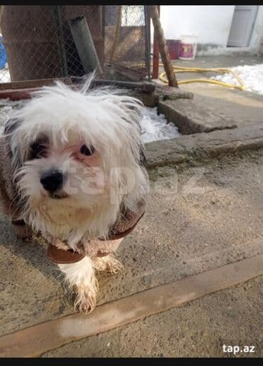 tüklü itlər: Malta bolonka, 1 il, Erkek, Peyvəndli, Ödənişli çatdırılma — 4