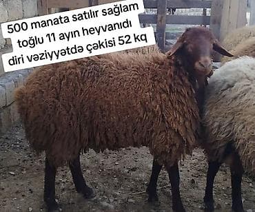 Mal-qara: Məhsul: Qəhvəyi rəngli qoç/toğlu - Yaşı: 11 ay - Çəkisi: diri — 2