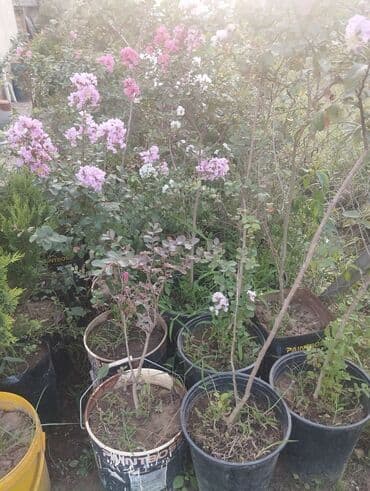 Букетные цветы: Gümüşü-boz rəngli yarpaqları olan bu evkalipt bitkiləri bağlarda və ya — 3