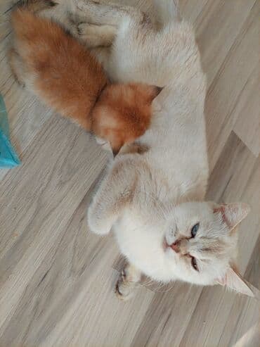 pişik blender: Şotland, Dişi, Yaxşı əllərə, Ünvandan götürmə — 7