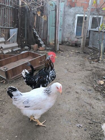 liqorin toyuqları: Toyuq, Damazlıq — 1