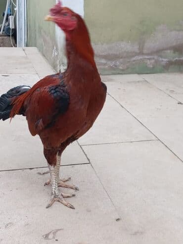 Boşqablar: Salam qiymət 40 manatdan basdyir 70 4 dənə xoruz 11 ayliqdi biri 1 — 3