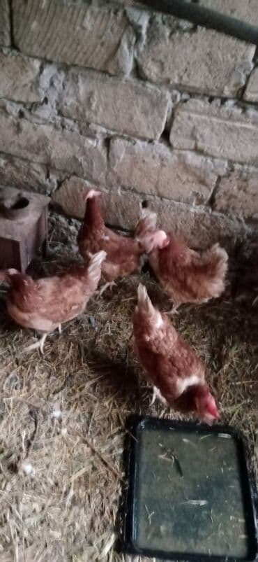 купить цыплят несушек: Yumurtalıq toyuqlar — 2