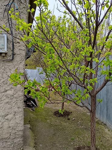 1 gunluk kiraye evler: Bərdə şəhər sənaye küçəsi tam yol kənarında. 6.5 sotda yerdən — 4