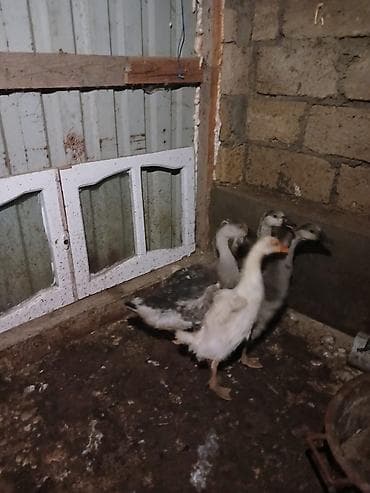 lalafo.az atlar: Cücələr – qaz balaları satılır.
5 eded var bir ededi 15manat 4ayliqdi — 1