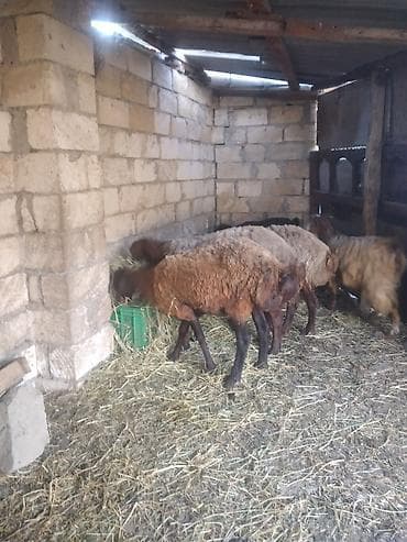 Dişi, il: 1, 50 kq, Damazlıq, Ünvandan götürmə lalafo.az -da Dişi, il: 1, 50 kq, Damazlıq, Ünvandan götürmə