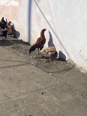 Грызуны: Qiymət sondu barter yalnı adi fərələrnən ederem 4/5 aylıqlarnan — 3