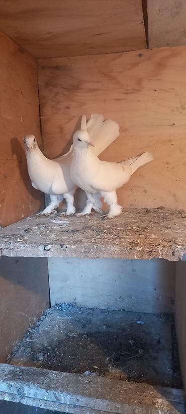 quş sesleri: Quşlar satılır hazır cüt — 4