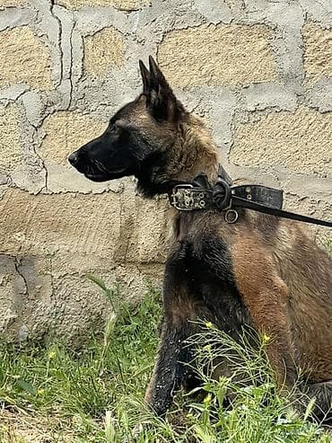 balaca tuklu itler: Belçika çoban iti, 2 il, Dişi — 2