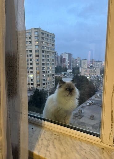 van pişiyi qiymeti: Fars, Dişi, Yaxşı əllərə, Ünvandan götürmə — 3