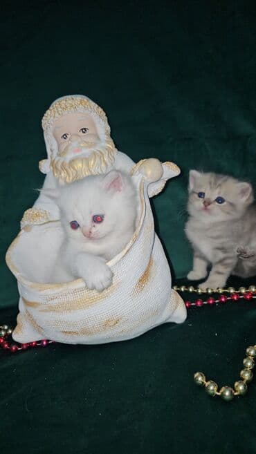 toyoq ve xoruz: Şotland, Ünvandan götürmə — 7