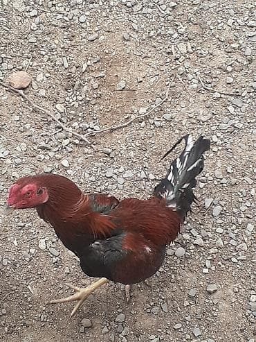 it damları: Cins xoruz – uzunboylu, atletik quruluşlu. Tük rəngi qırmızı-qara — 3