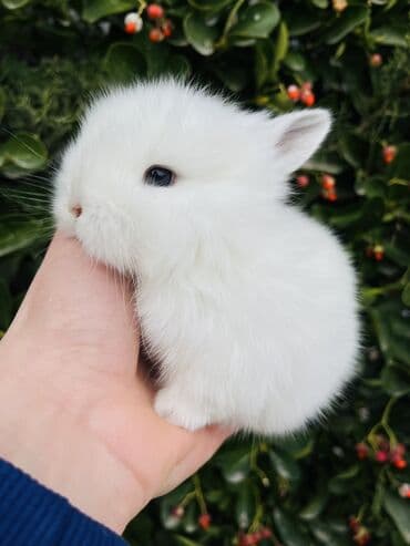 dovwan: Salam🖐🏻. 🎁 Ad günlerinde bayram ve xüsusi günlerde Hediyye seçiminde — 3