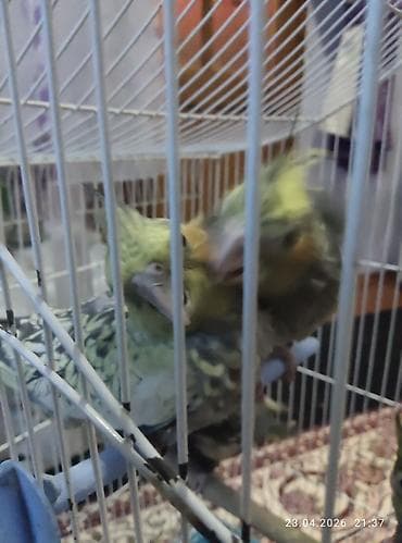 heyvanlar quslar: Məhsul: Nimfa tutuquşuları (Cockatiel) Tam sağlam karella — 5