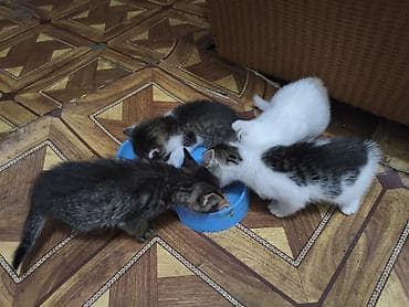 keci: Siam — 3