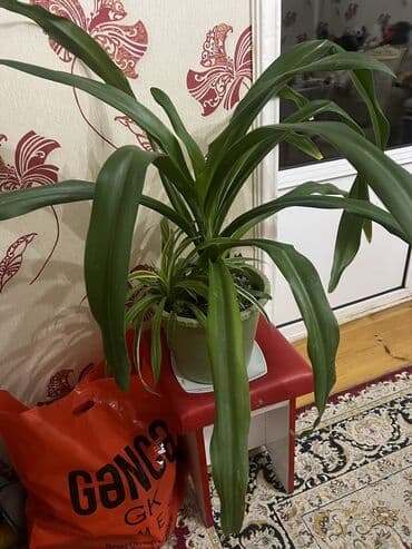 muellimler gunune aid sekiller: Her nov guler var endirimnen verecem Gencedi istiyen yazsin satiş — 44