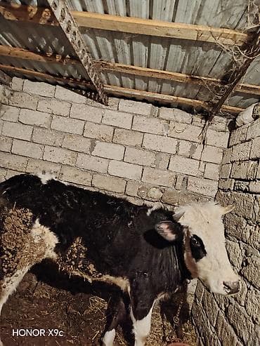 Qara-ağ rəngli gənc dana/sigir satılır. - Növ: yerli mal-qara