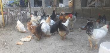 купить кур: Курица, Для яиц, Самовывоз — 4