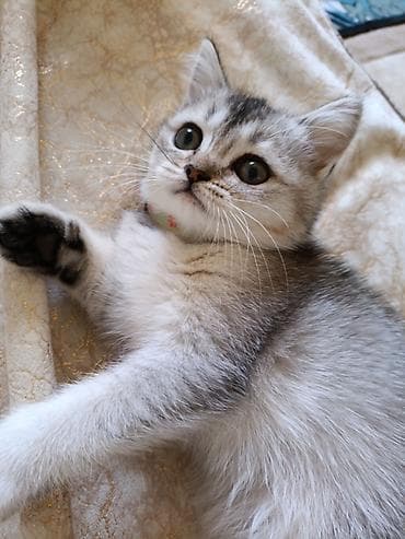at satilir: 4 aylıq şotland pişiyi satılır . Əşyaları ilə birlikdə verilir — 2