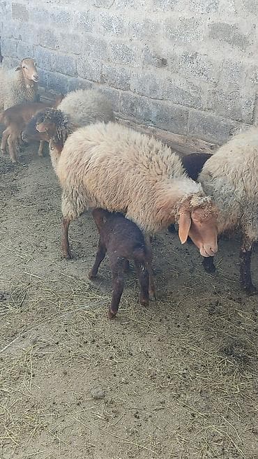 qoyun satışı: Birinci qarına erkek bala ile Satilir ana bala her ikisi — 4