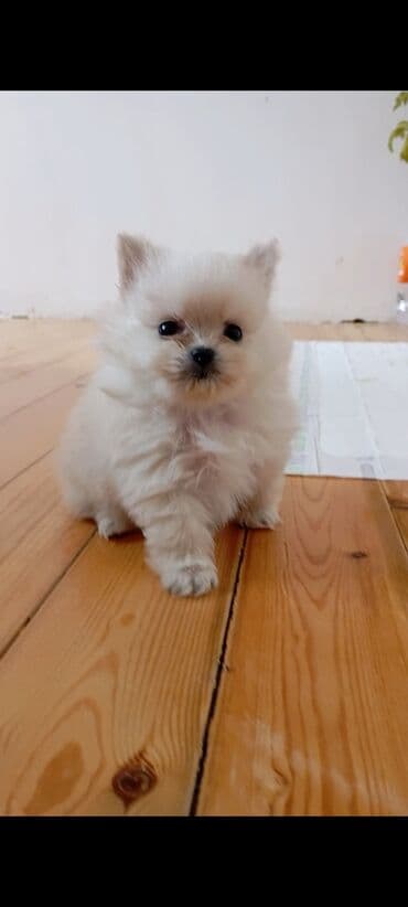 it adları: Şpitz, Peyvəndli — 2