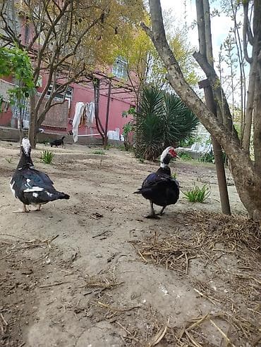 ördəkləri: Lal ördəklər satilir erkey dişi erkey cox iridi 4 kq cox cəkisi var — 5