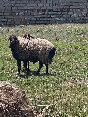 Qoyun və quzu – yerli damazlıq - Şəkildə damazlıq ana qoyun və quzusu