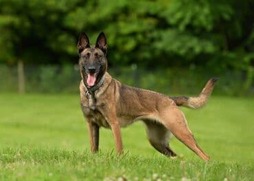 belçika çoban iti: Belçika çoban iti, 1 il, Dişi, Peyvəndli — 2