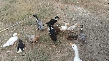 ari ailesi satisi: Ördəklər.5manatdan 25manata kimi deysiir boyuna ayına gününe yaşına — 7
