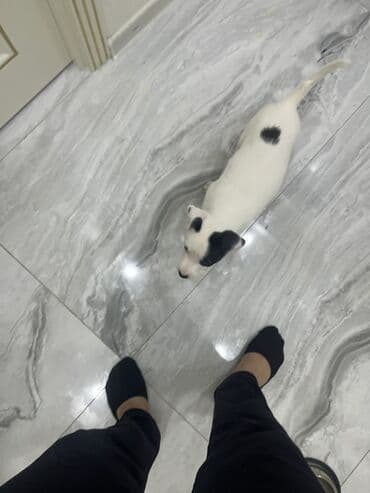 pit dermani: Pitbul, 2 ay, Erkek — 5